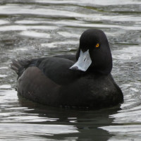 New Zealand Scaup